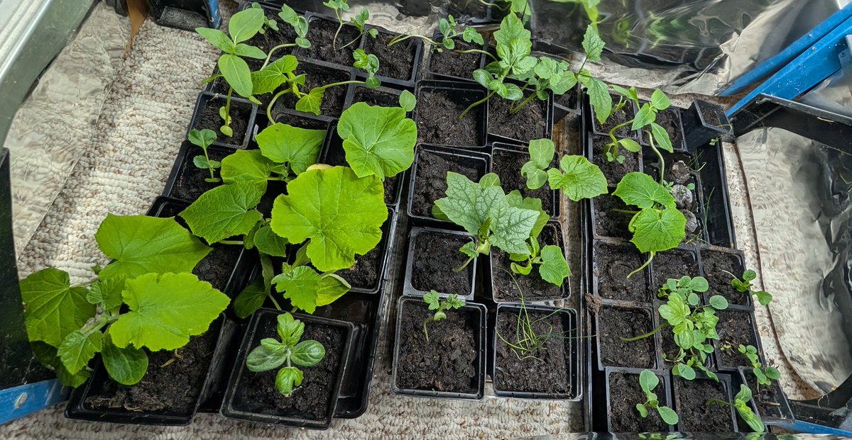 ourplayandart's tweet image. Spring is full of growing energy. My winter melons even survived this year! 🍈.  The bright colors are full of liveness and hope. 🌱
#inspiration 
#spring 
#growingup
#tuesdaymotivation 
#writingcommunity