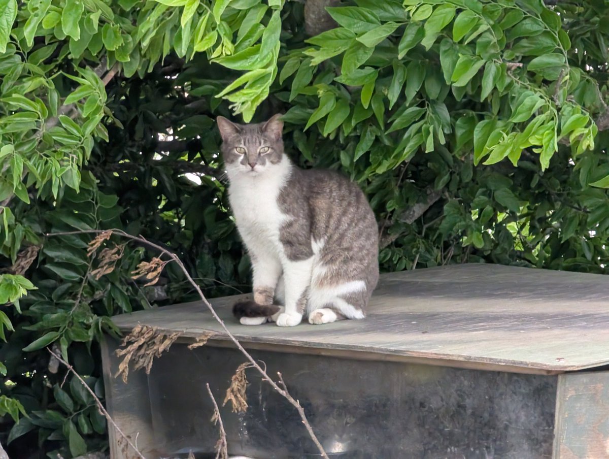 Feral cats at Bayshore Park. Someone built wooden shelters for them and regularly bring them food &amp; water.