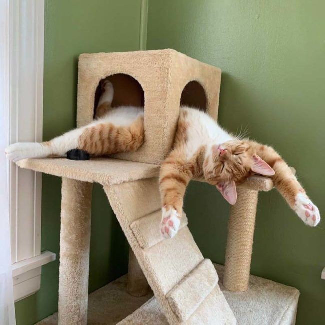 BunnieKat1962's tweet image. Goodnight.. 
Sleep Peacefully... 
Have Sweet Dreams of #kittens 
#cats 

MeowOut...........