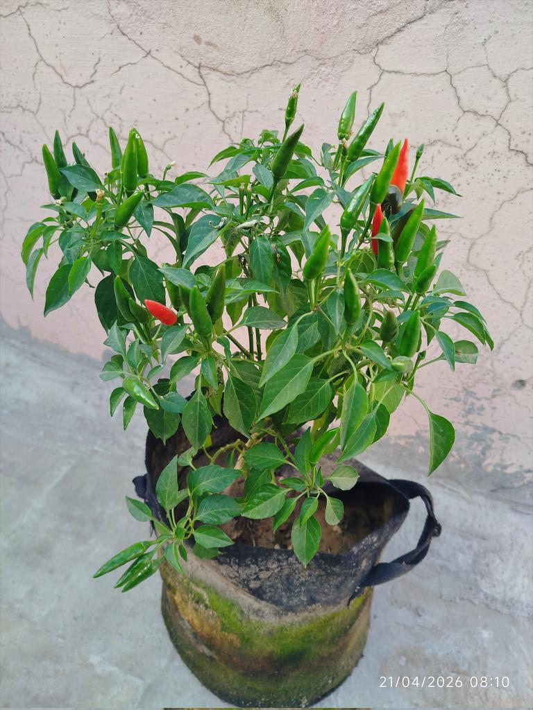 Rana Naeem 🌱 tweet media