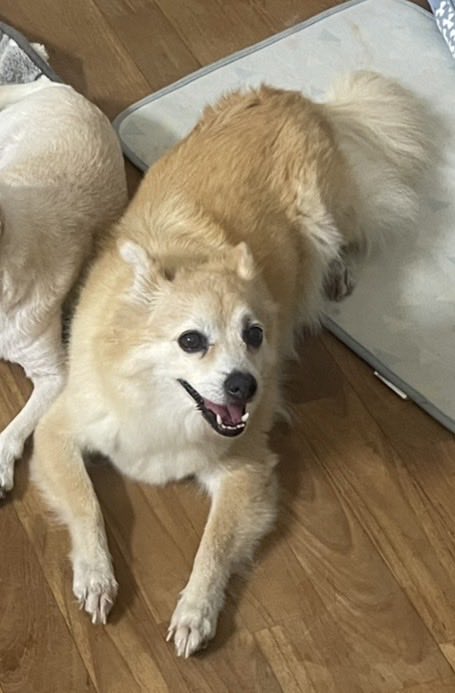 宮古島 迷子犬 協力をお願いします tweet media