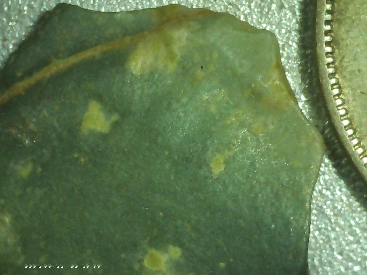 blanketcrap's tweet image. The Dee River Lithic and Bone Tool Synergy: A #Pleistocene Technological Complex #Discovery #Queensland #Australia #qldpol  #auspol manus.im/share/file/8a3…