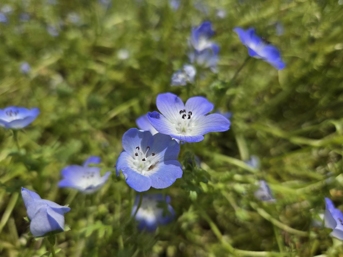 44Aine44's tweet image. ネモフィラ撮りに来た