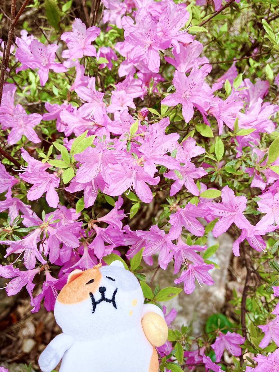 すけにゃんずパーティー tweet media