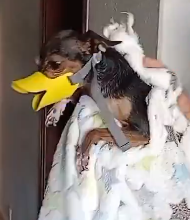 Speczinhu tweet media