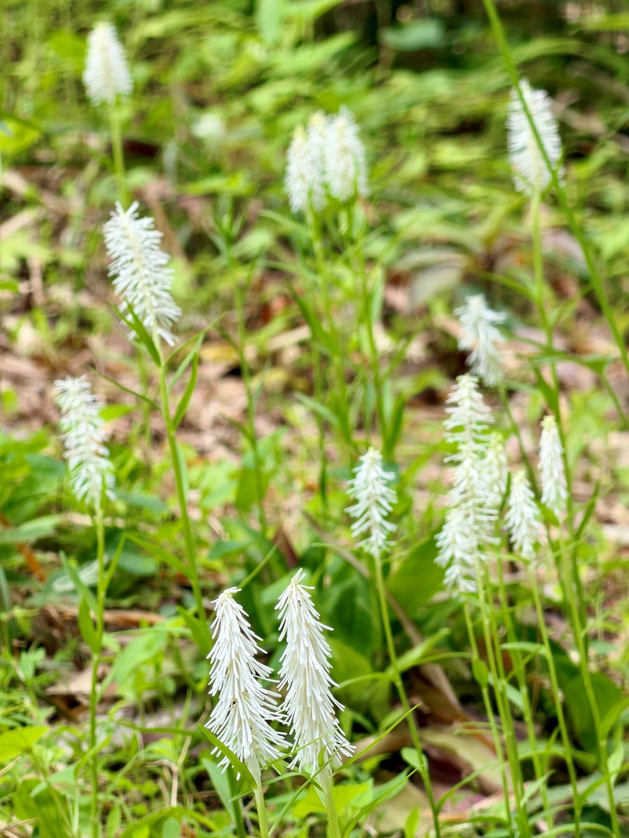 TonogayatoTeien's tweet image. Although the 'Rikka' (lit. 'the beginning of summer') solar term is still two weeks away, it has been feeling like early summer during the day lately.
Cool-looking white #flowers are popping up here and there in the #garden.
Do these lovely flowers visually cool you off a little?