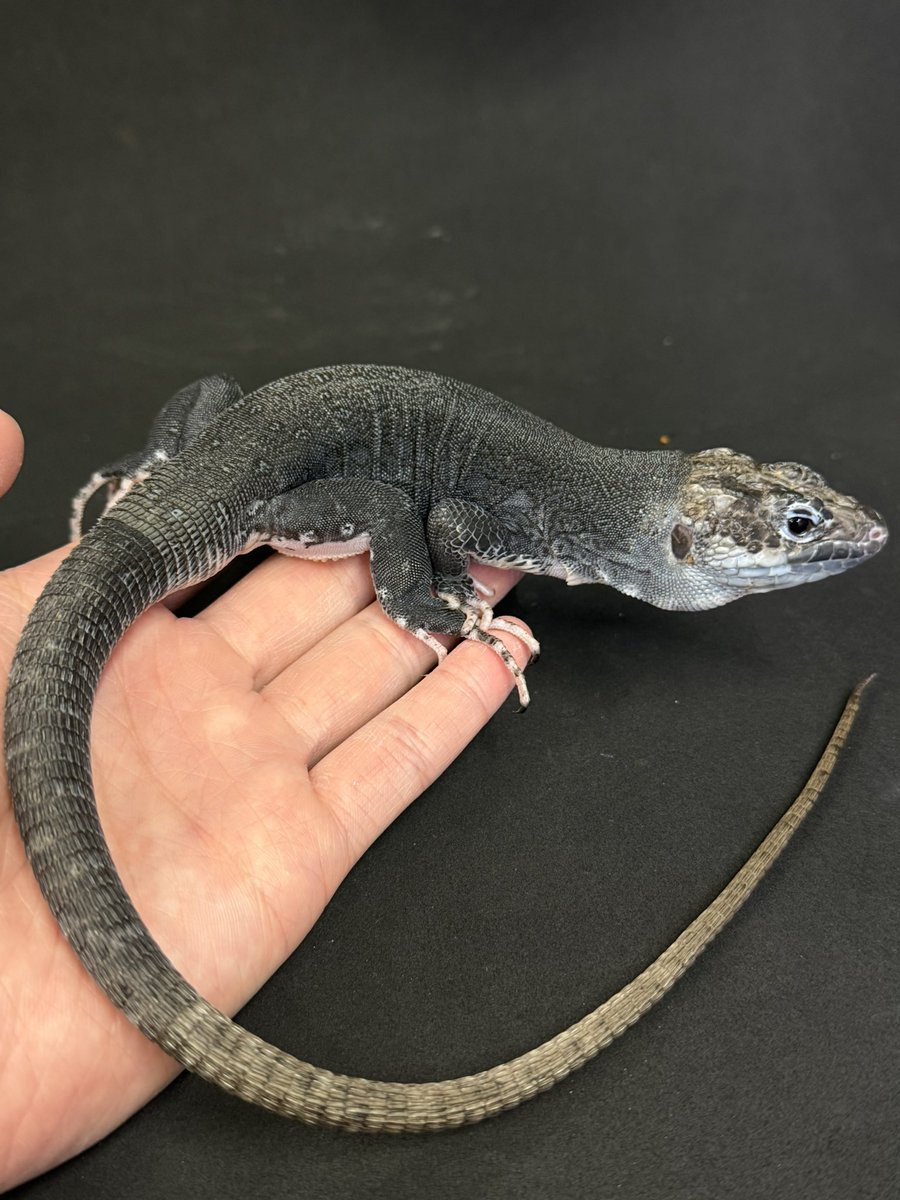 新入舎！
ホウセキカナヘビ　メラニスティック♂