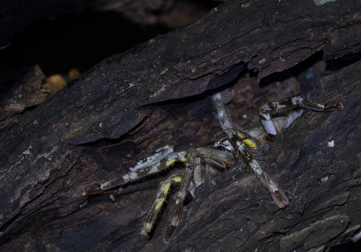 crazyiro's tweet photo. Sri Lankan Ornamental Tarantula. Wilpattu isn't all about leopards. This female was easily 7 to 8 inches in diameter. https://t.co/zTUqZ4Bk3Y