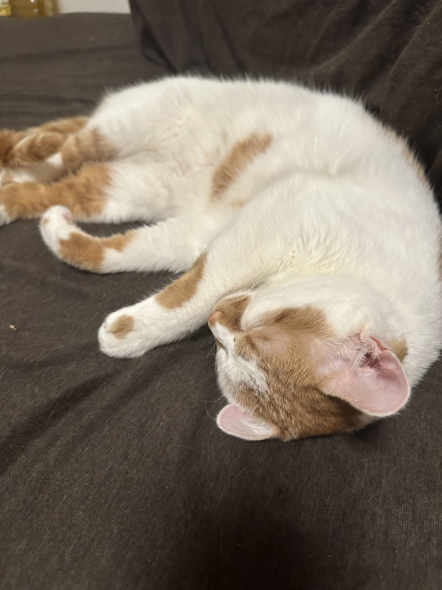 あしゃもん。 tweet media