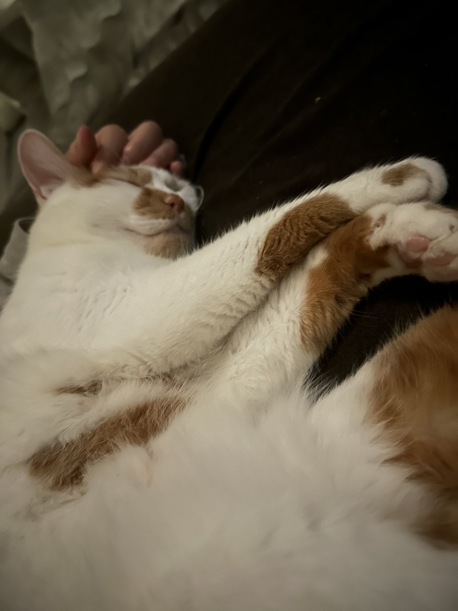 あしゃもん。 tweet media