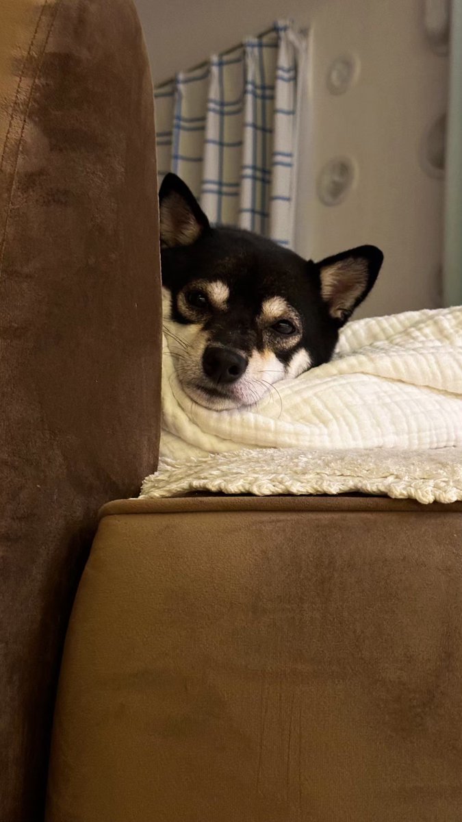 モノノケの国 tweet media