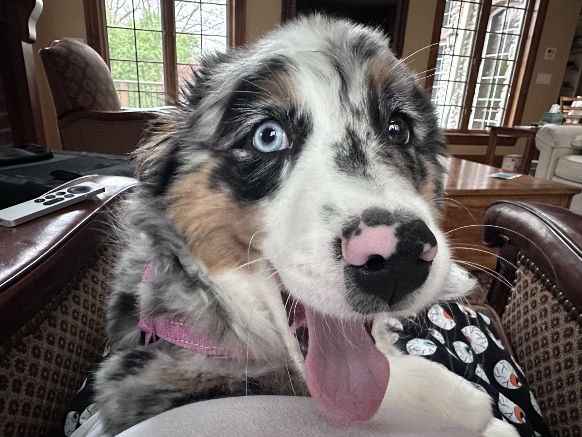 Jim Kitchen tweet media