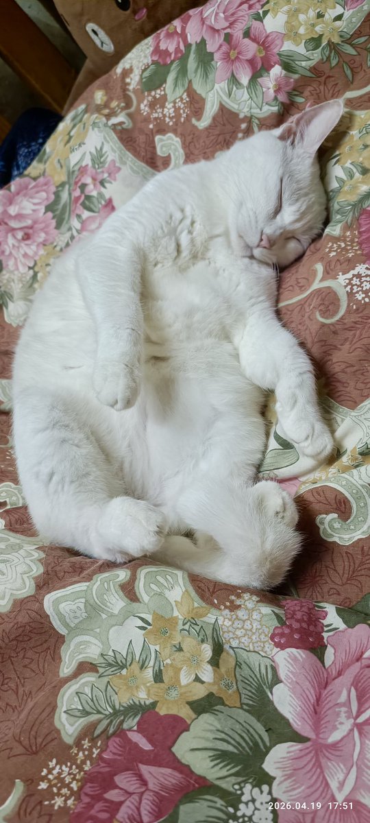 motianchi's tweet photo. F..king cute https://t.co/oWa4TICLDH