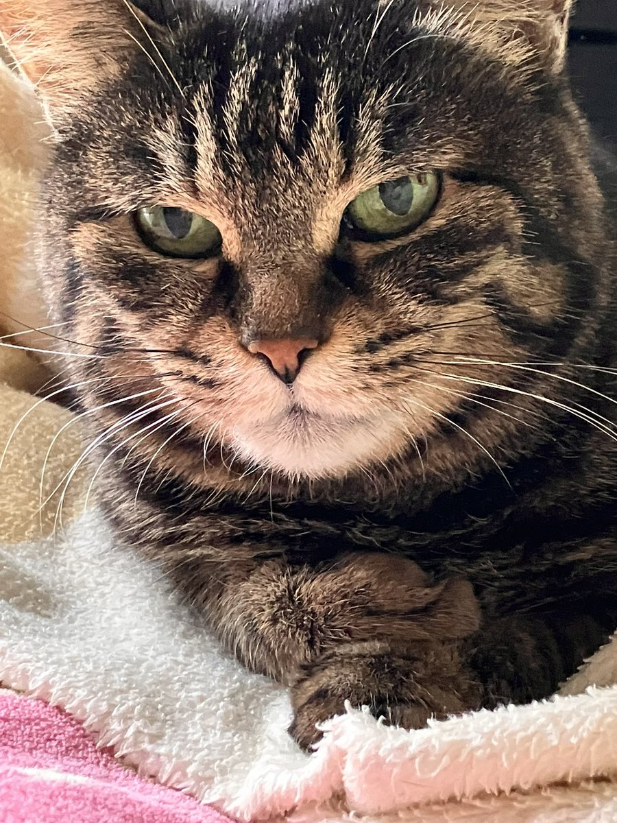GsZpc's tweet photo. 神秘的な✨　うーん🤔
味わいのある☺️ うーん🤔

とにかくかわいい？😚？きんつばちゃんのお顔なのでした
#もりねこ #終生預かりボランティア https://t.co/oFuLZNw6FN