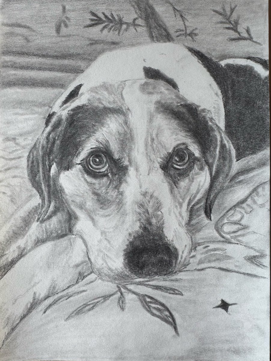bluegillmom's tweet image. A friend’s fur baby gone way too soon. I just had to draw him for her. “Obi”.  Keep her memory alive. #Pencildrawing #art #dog