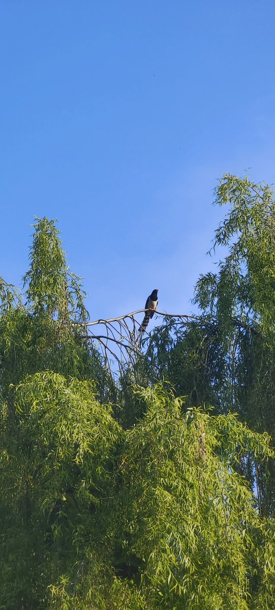 sidhshuk's tweet image. The magpies are back with us... Very early this year.. Normally we see them around June.

Think they have had babies as well, spotted a small one yesterday. Probably have a, nest in one of the willows.

#HimachalPradesh #wildlife #birds
