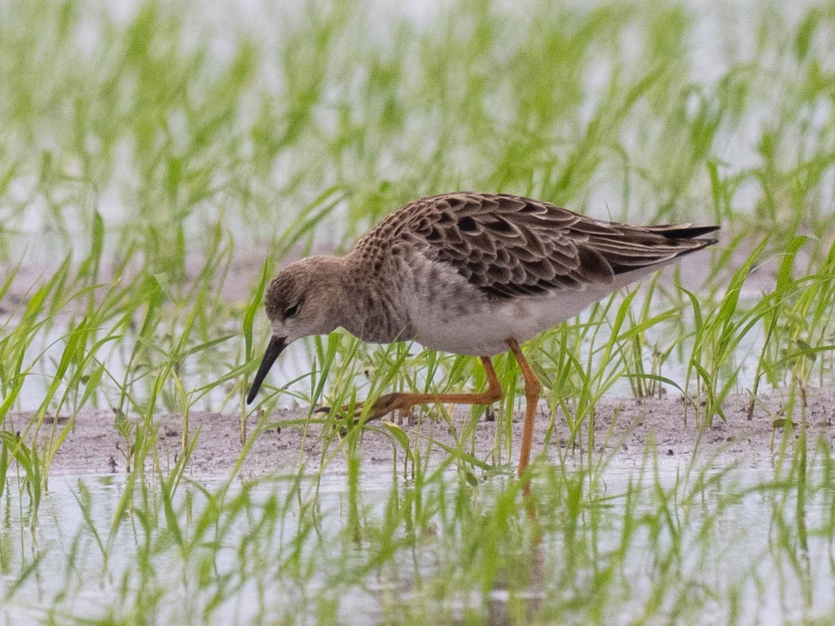 rbabox's tweet image. A Ruff has just been confirmed in Matagorda County, Texas (CODE 3) ebird.org/checklist/S324… Photo: Bob Friedrichs #ABARare #birding