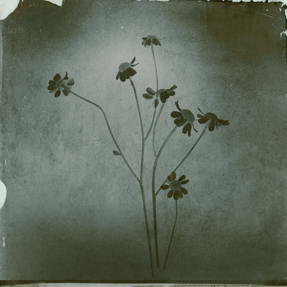 ag7dandelion tweet media