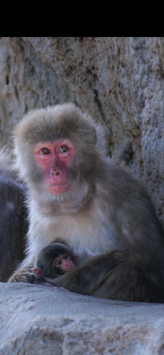 tera_punchkun's tweet photo. @ichikawa_zoo とても大切で優しい時間ですね🐒💛
母子のためにも静かに見守ることが大事だと思います✨

So precious and heartwarming 🐒💛
Let’s all watch quietly and respect their space 🥹✨ https://t.co/Gn9ZySMKkg