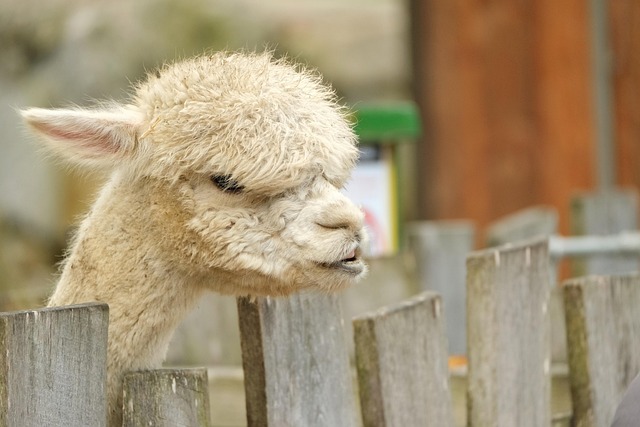 Maud Carter tweet media