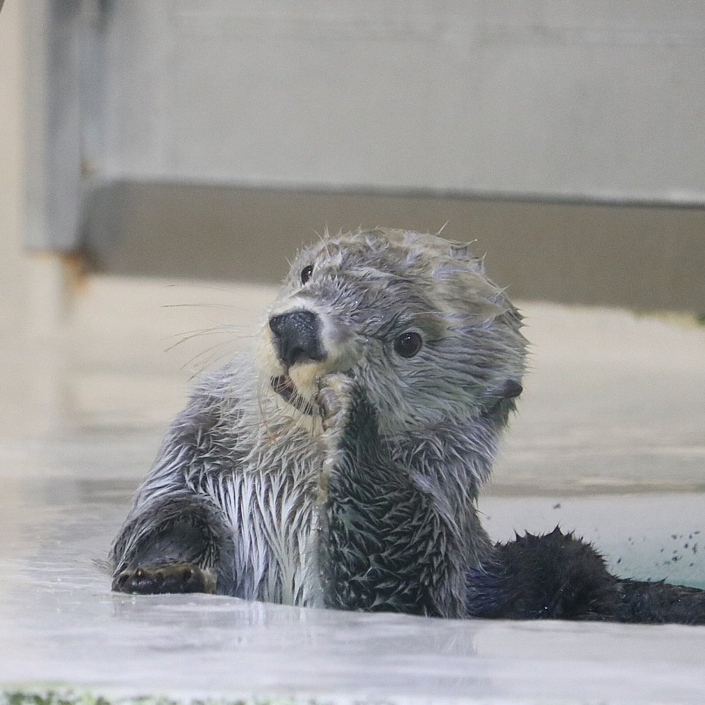 鳥羽水族館のラッコ・キラちゃんが18歳の誕生日を迎えファンからお祝い