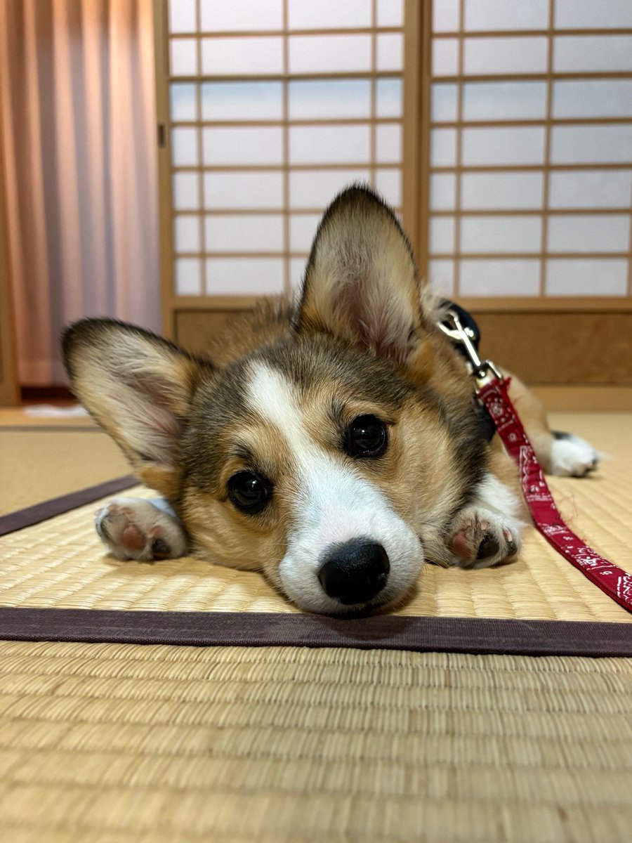 小小僧 tweet media