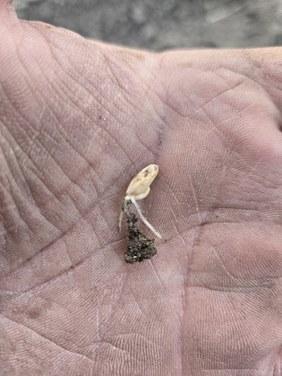 Fabian Seed Farms Inc. (@ABSeedman) / Posts / X