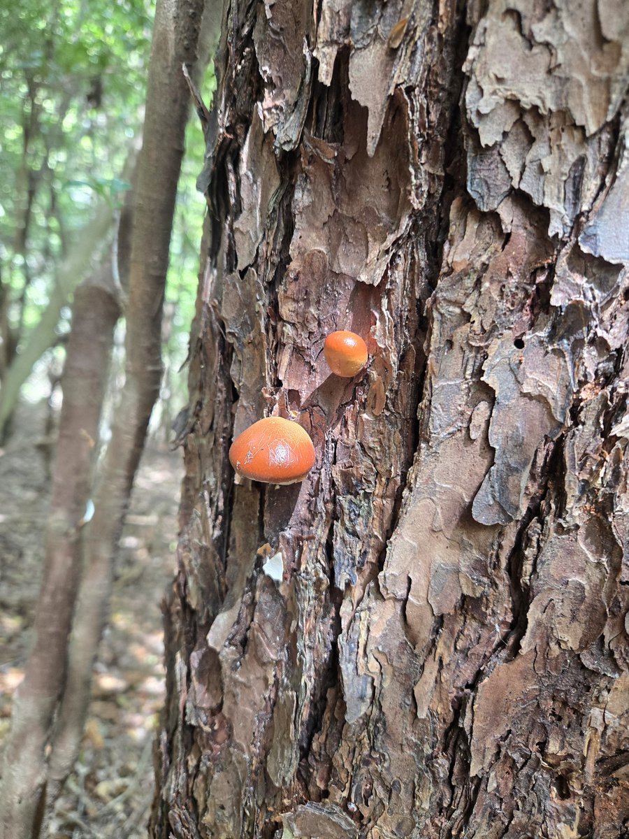 keiuka（常時🐕貧乏） tweet media