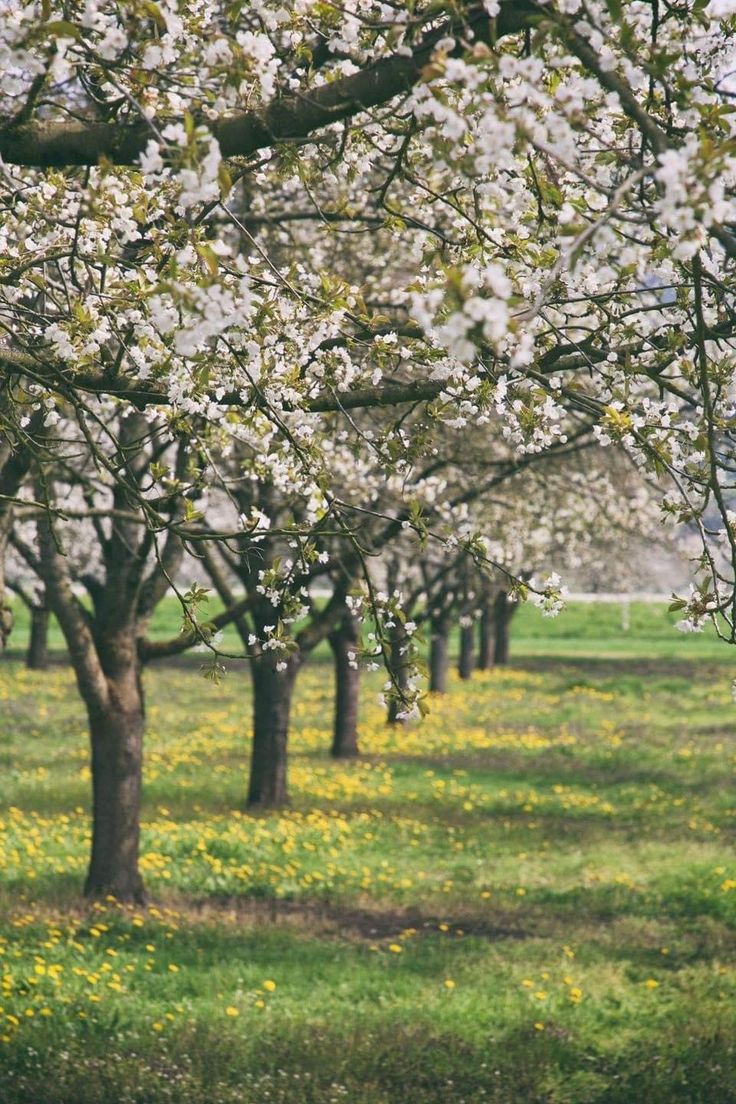 may62161's tweet image. Dobro jutro 🌸
Wishing you a beautiful day ahead!!! 🌷🌱🌷

#morning #nature #photo