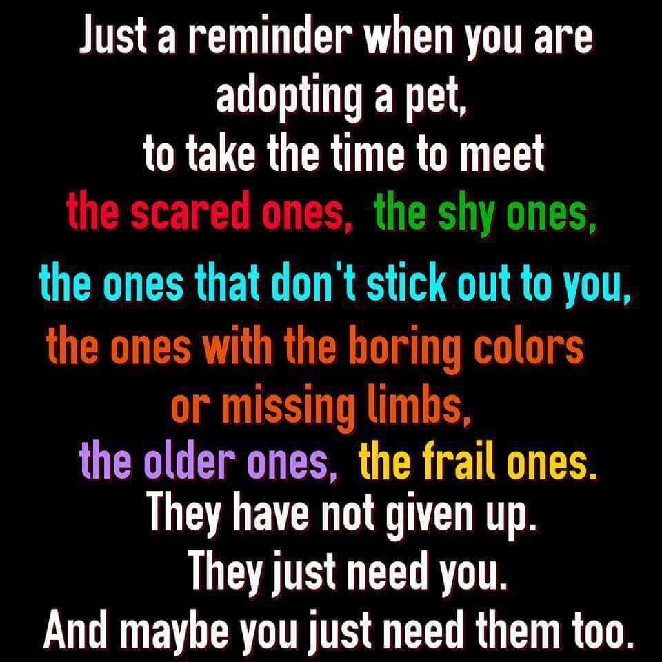 Greenacres Rescue tweet media