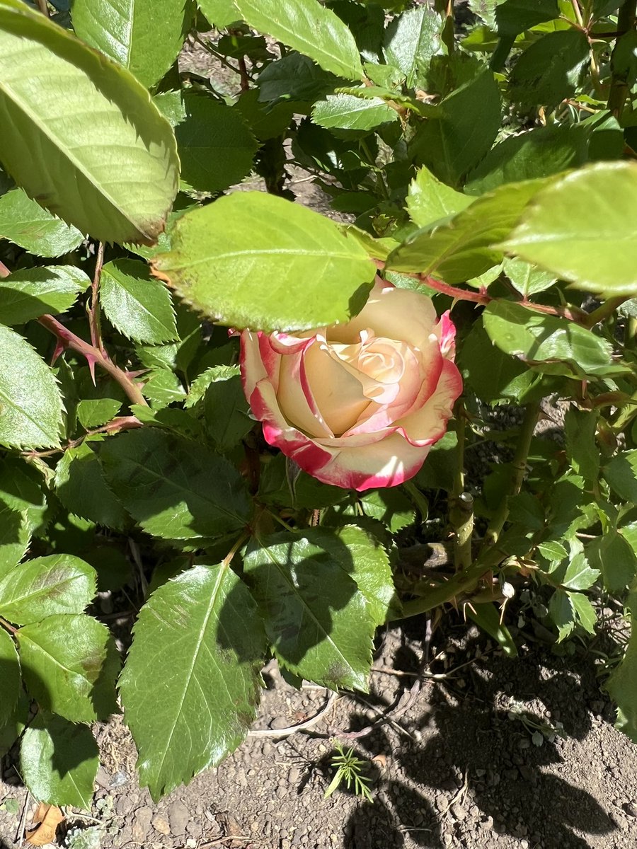 待ってる花は未だ咲かず
全然気が付かなかった去年植えた🌹が咲いていた🤣