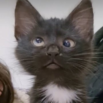 Dafa #GAPYEARASIKZZ tweet media