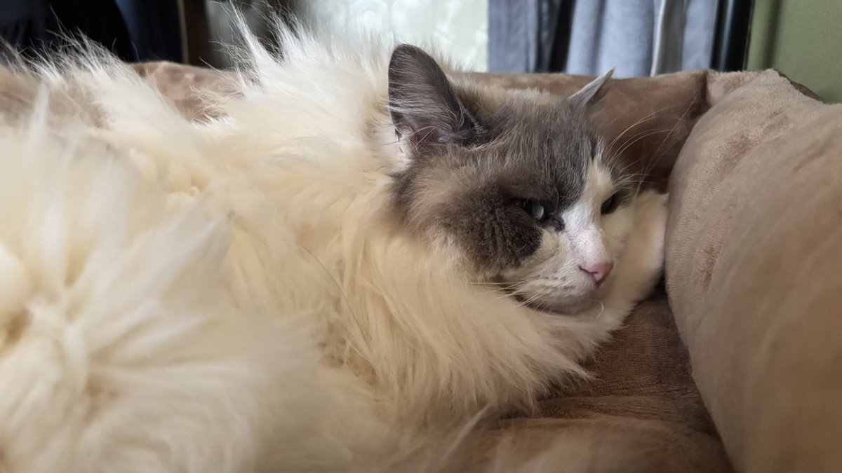 猫狂い人 tweet media