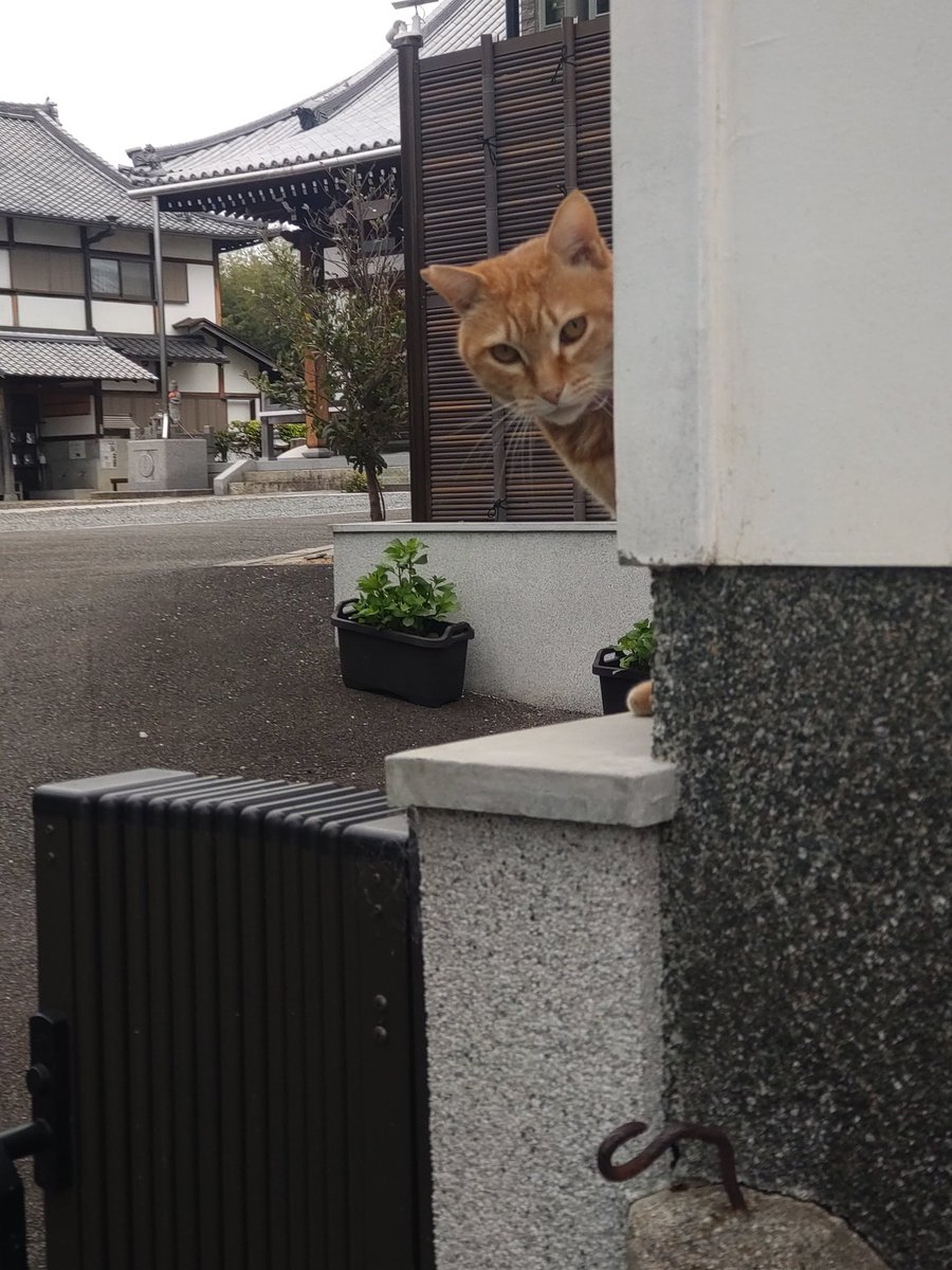 長円寺（新選組ゆかりのお寺） tweet media