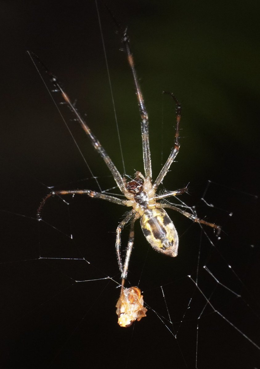 Rakeshs55495163's tweet image. Long jawed orb-weaver spider #Photobyme #today #macro