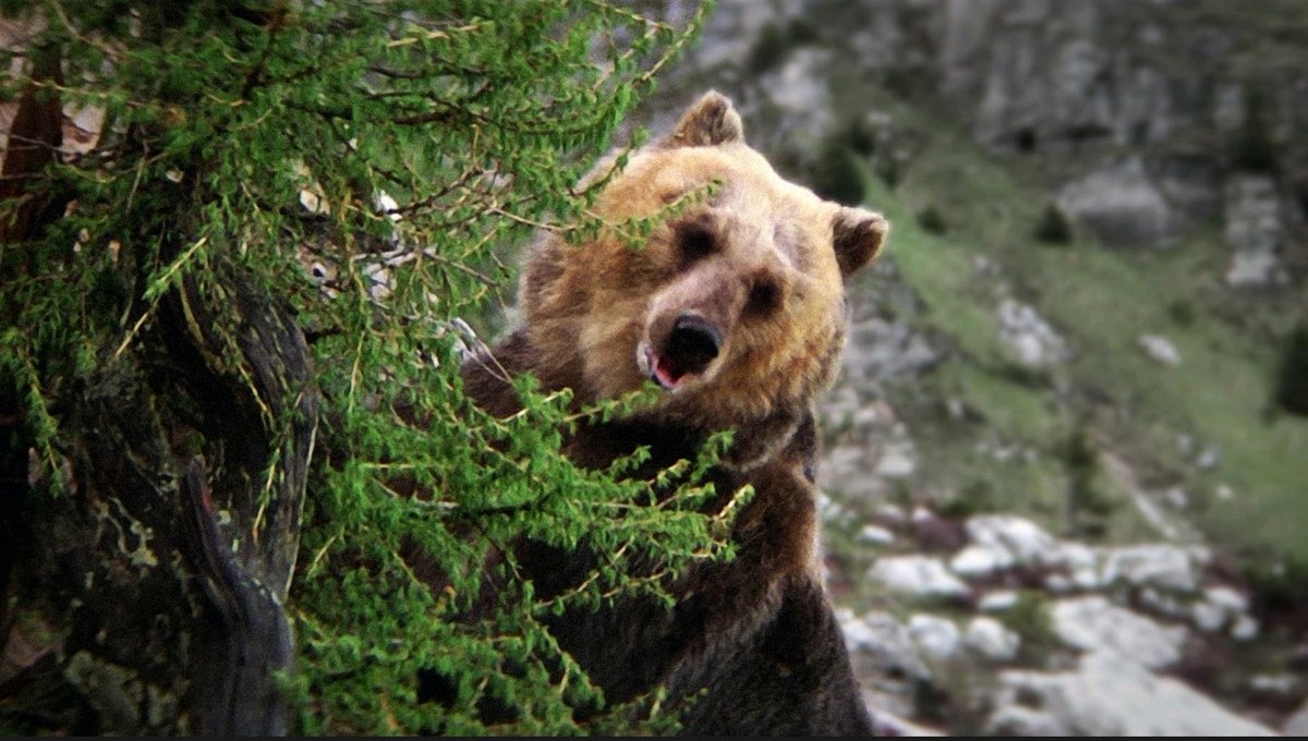 bummer873's tweet photo. @otokyo__ Bozo the Bear("Ben" on The Life and Times of Grizzly Adams) https://t.co/A2WcAUQc7f