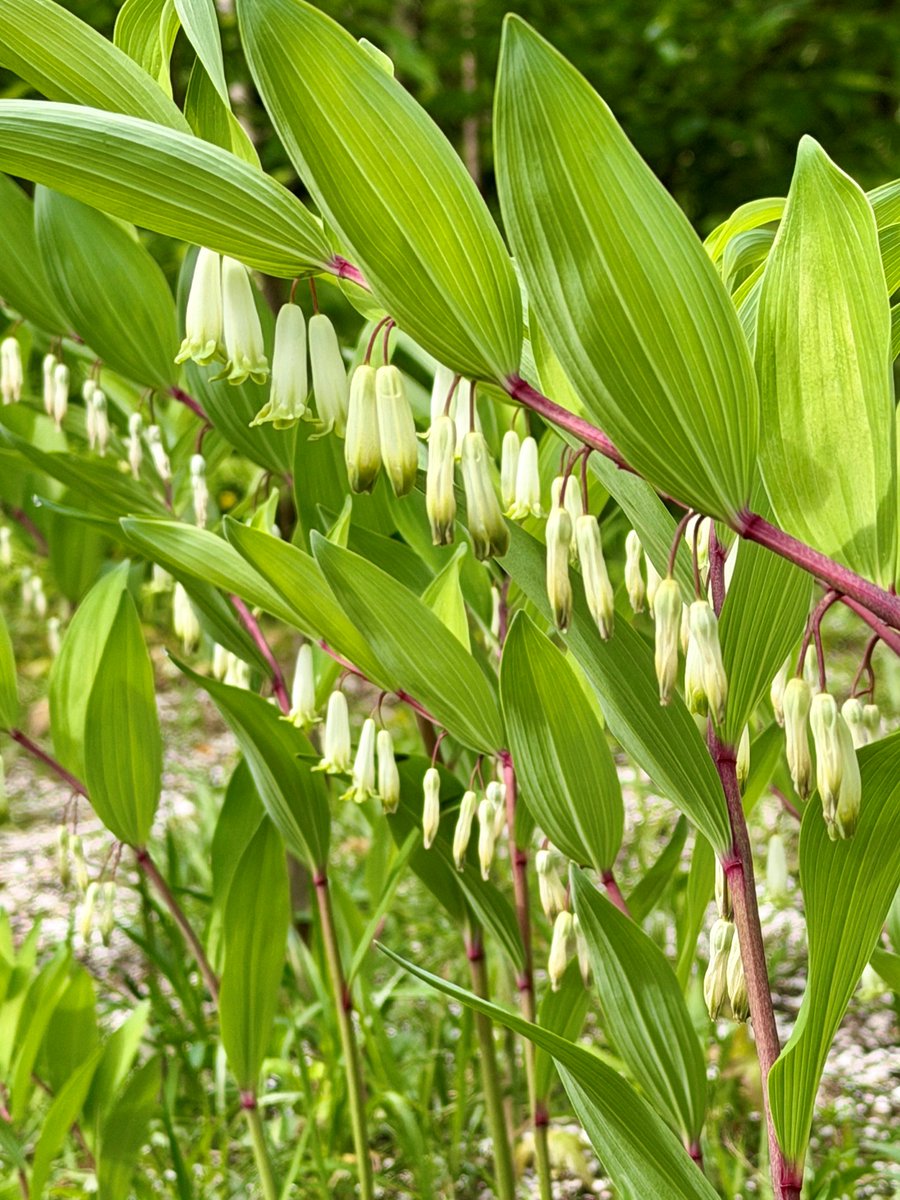 TonogayatoTeien's tweet image. Although the 'Rikka' (lit. 'the beginning of summer') solar term is still two weeks away, it has been feeling like early summer during the day lately.
Cool-looking white #flowers are popping up here and there in the #garden.
Do these lovely flowers visually cool you off a little?