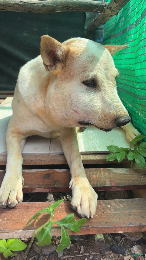 วอนขอน้ำใจทุกท่านช่วยเหลือค่ารักษาน้องหมาจรบาดเจ็บสุดเวทนา หน้าบวมใหญ่อักเสบรุนแรง กินอะไรไม่ได้เลยมาหลายวันแล้ว มีอาการเซื่องซึมลงเรื่อย ๆ ทีมงานของเราเร่งนำน้องมาดูแลที่มูลนิธิฯ แล้ว