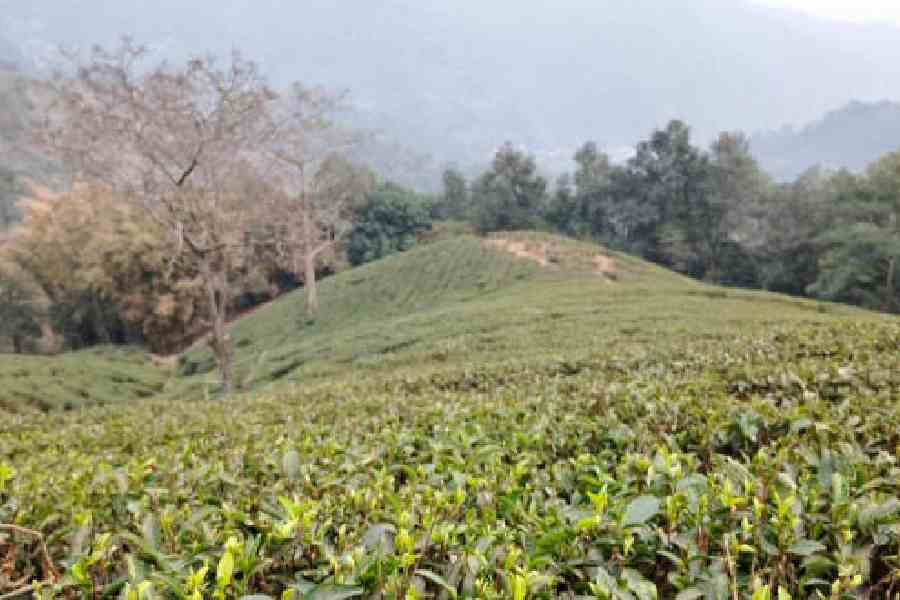 lina1862164's tweet photo. Sikkim making global moves 🍃🔥
Temi Tea’s first flush just hit a RECORD ₹27,000/kg 💰 — that’s premium vibes only!
From organic excellence to world-class quality, Sikkim tea is literally brewing success ☕✨
🌏💚
#Sikkim #TemiTea #OrganicTea #NortheastIndia #TeaLovers https://t.co/ltljNxmd1C