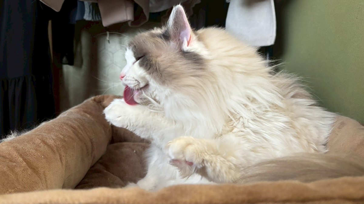 猫狂い人 tweet media