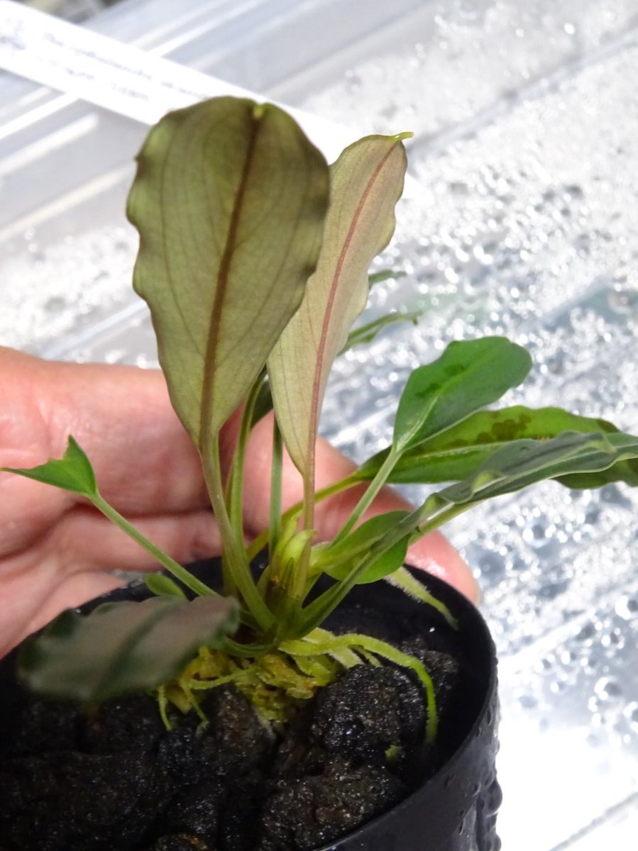 tomo.tomo.13（渓流サトイモ専用） tweet media