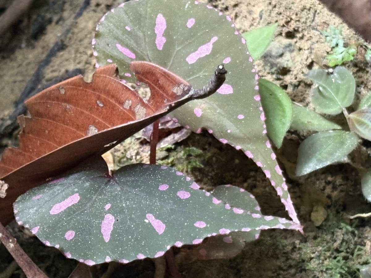 Plants Base tweet media