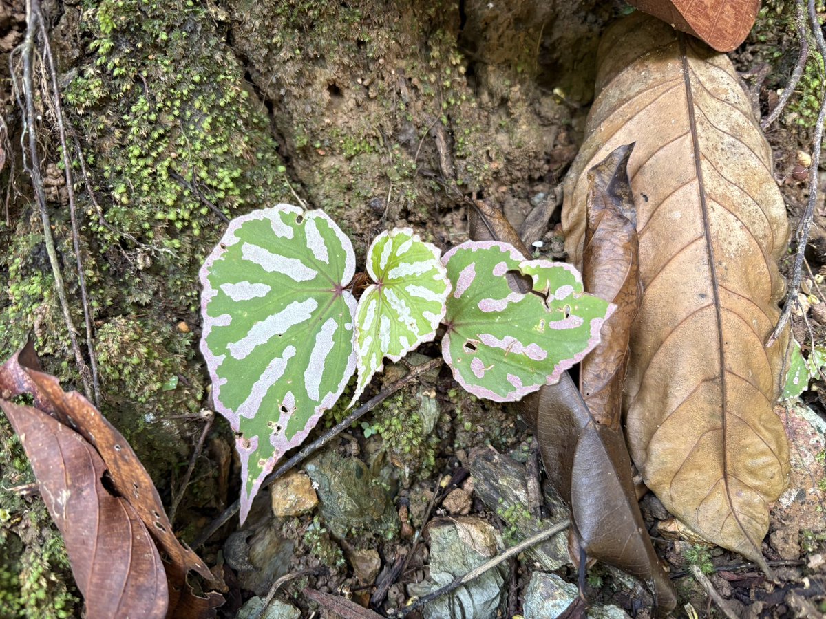 Plants Base tweet media