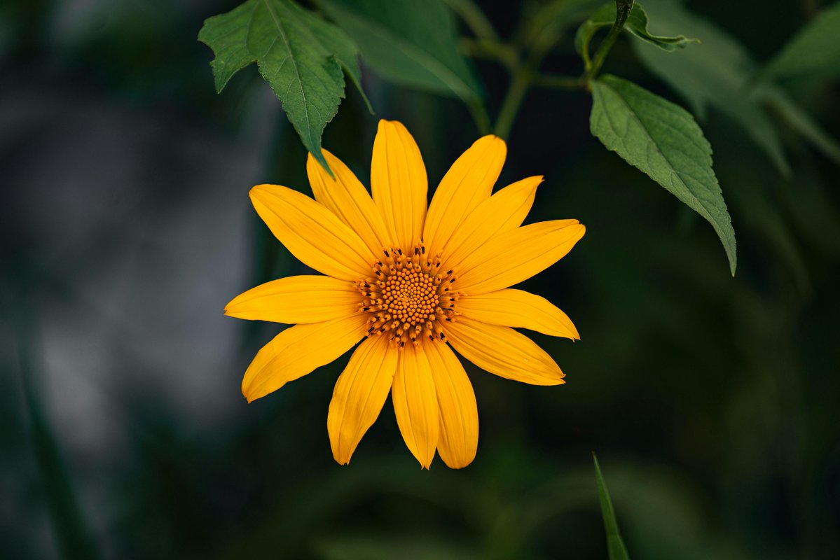 Alayah  Lowe tweet media