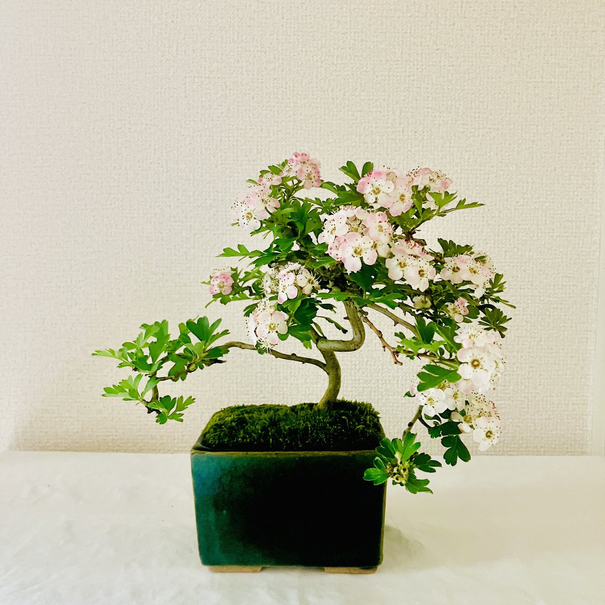 hanakonabeshima's tweet image. サンザシ盆栽。
今年も可愛く咲きました。
#盆栽 #bonsai