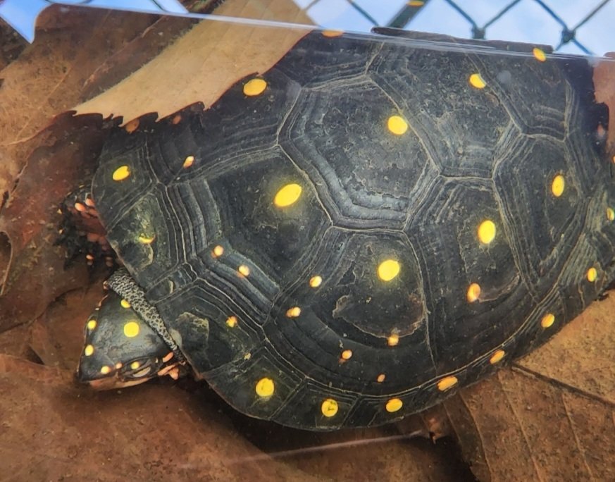キボシ帝国 spottedturtle⭐empire tweet media