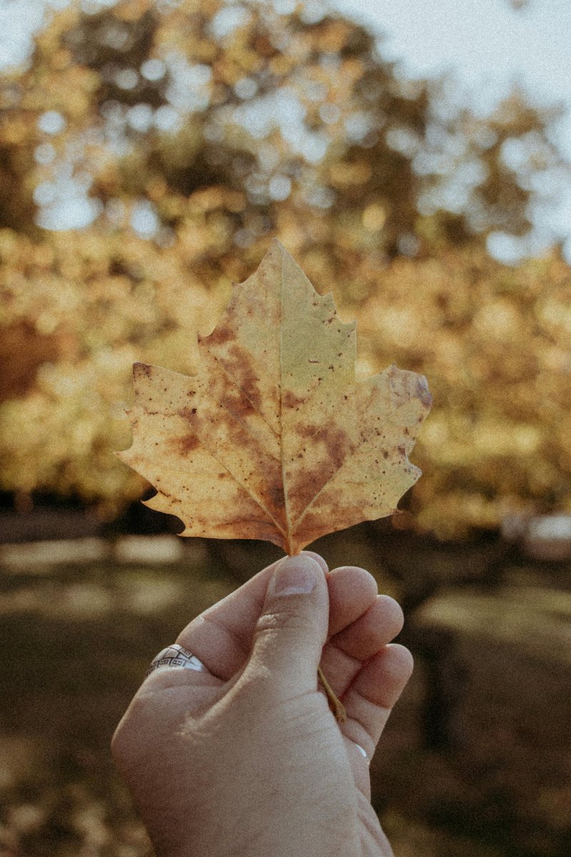 hamdafashion tweet media