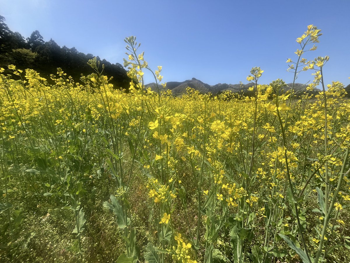 菜の花編 Photo フォトマガジン 活用ガイド シカに全滅させられた 
