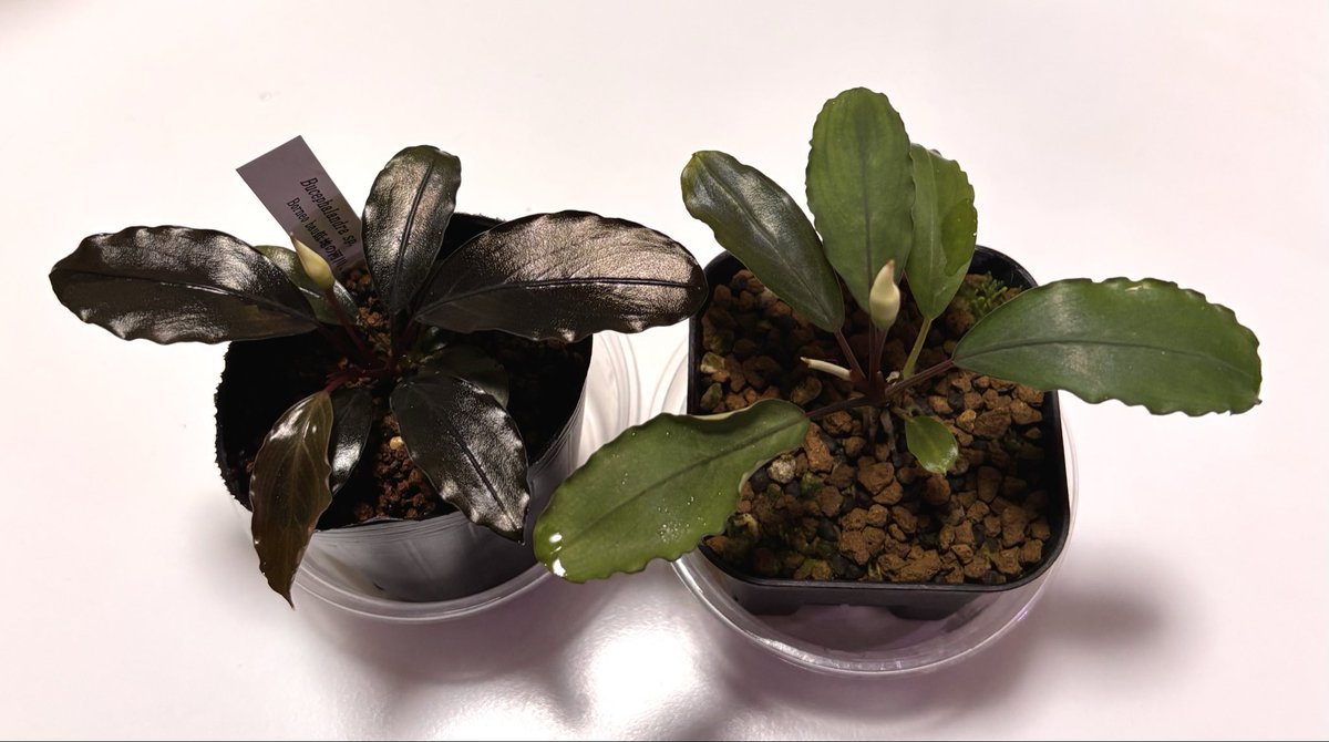 RYOKU33♂ tweet media