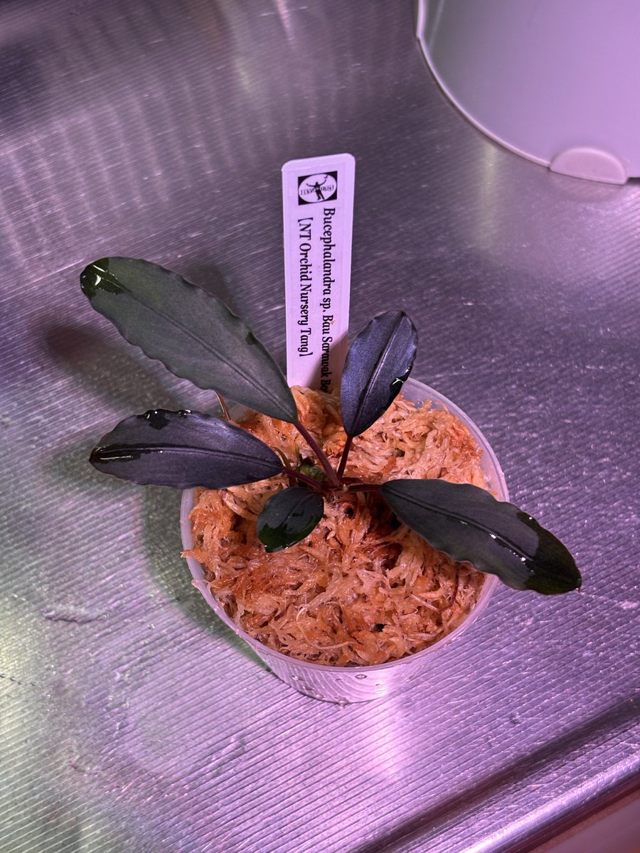 RYOKU33♂ tweet media